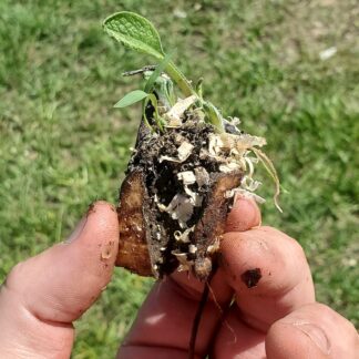 Bocking 14 Russian Comfrey Root Crown - (1 crown)